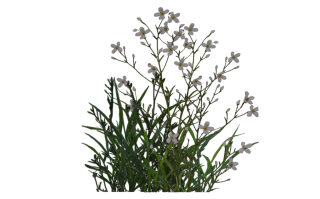 Plant Png Transparent PNG images