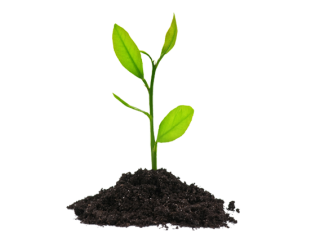 Plants Png PNG images