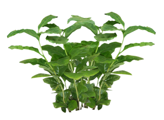 Plants Png Picture PNG images