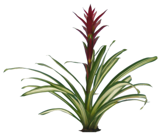 Plants Png Transparent PNG images