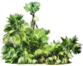 Plants Png Transparent Image PNG images