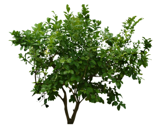 Plants Png Transparent Images PNG images