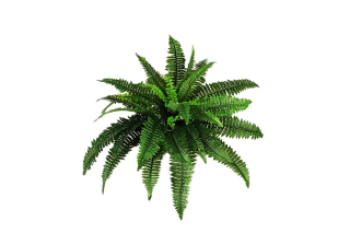 Plants Png Transparent Images PNG images