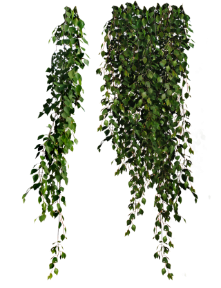 Plants Png Transparent Images PNG images