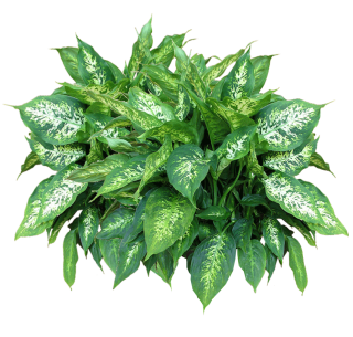 Plants Png Transparent Photo PNG images