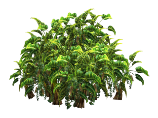 Plants Png Transparent Top View PNG images