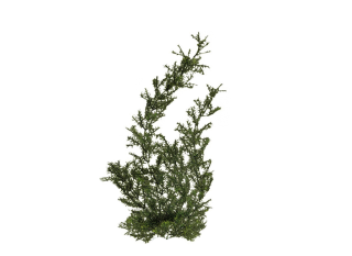 Png Plant Tree PNG images