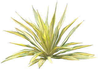 Jual Pohon Agave Varigata Murah PNG images