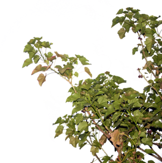 Pohon Jarak PNG images