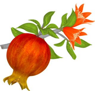High Resolution Pomegranate Png Clipart PNG images