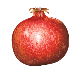 High Resolution Pomegranate Png Clipart PNG images