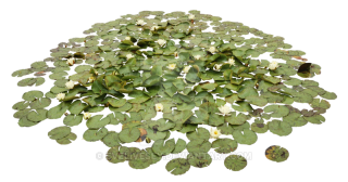 Waterlily Pond PNG PNG images