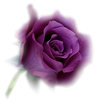 Picture Purple Flower Download PNG images