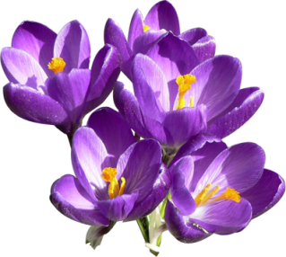 Purple Flower Collection Clipart Png PNG images