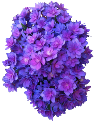 Free Purple Flower Icon Vectors Download PNG images