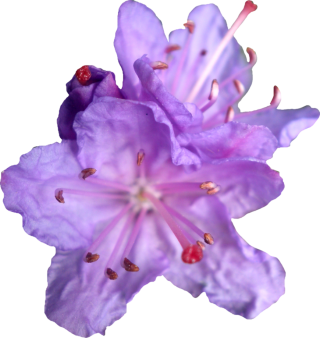 Purple Flower Png Purple Rhododendren Png By PNG images