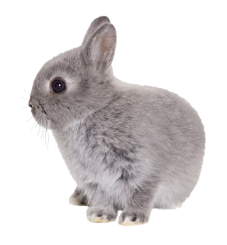 Babby Rabbit Png PNG images