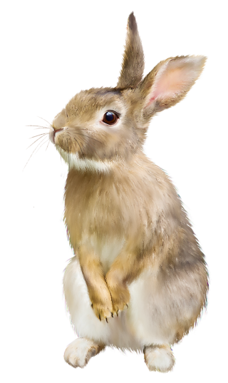 Brown Rabbit Png PNG images