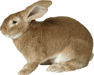 Brown Rabbit Png PNG images