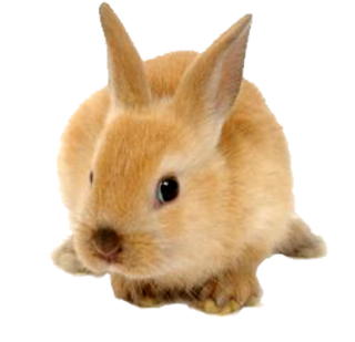 Cute Rabbit Png PNG images