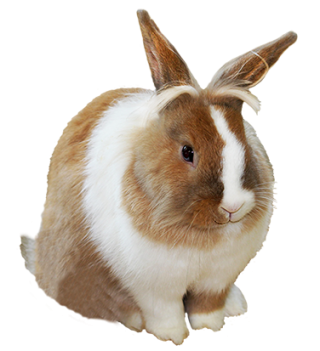 Cute Rabbit Png PNG images