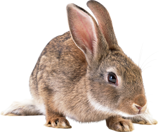 Rabbit Vector Png PNG images