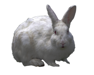 Png Collection Rabbit Clipart PNG images