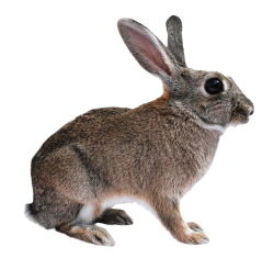 Browse And Download Rabbit Png Pictures PNG images