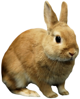 Download Images Free Rabbit PNG images