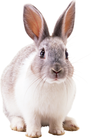 Icon Download Free Vectors Rabbit PNG images