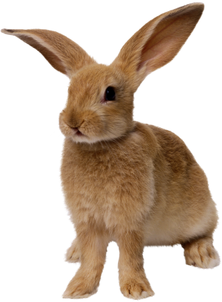 File PNG Rabbit PNG images