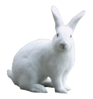 Background Transparent Rabbit Png PNG images