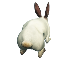Free Download Of Rabbit Icon Clipart PNG images