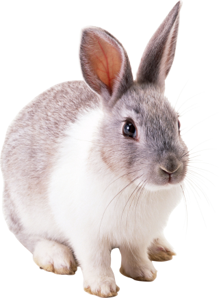 Transparent Background Rabbit PNG images