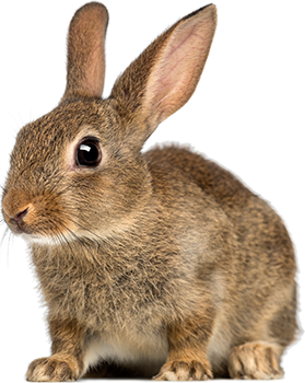 Rabbit HD PNG PNG images