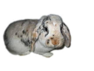 Image Rabbit Transparent PNG PNG images