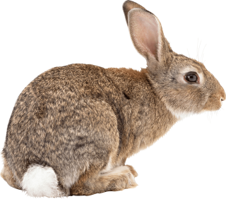 Free Download Rabbit Png Images PNG images