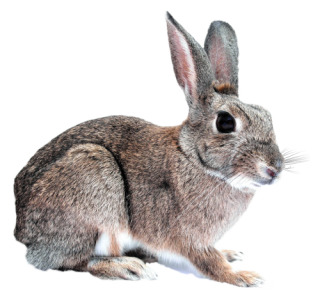 Rabbit Free Download Images PNG images