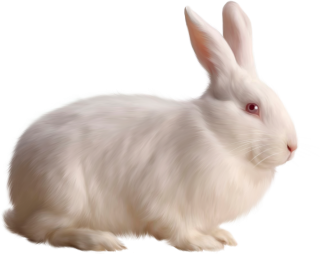 Download Rabbit Latest Version 2018 PNG images