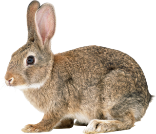 Single Rabbit Png PNG images