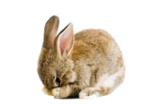 Sweet Rabbit Png PNG images