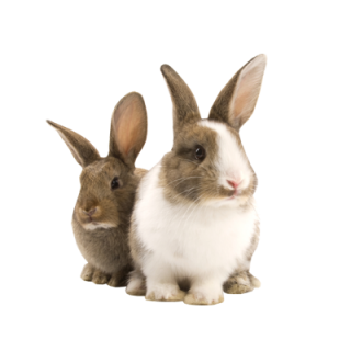 Two Rabbit Png PNG images
