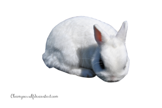 White Rabbit Png PNG images