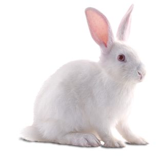 White Sweet Rabbit Png PNG images
