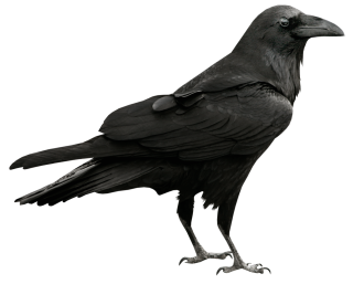 Cool Raven Transparent PNG images