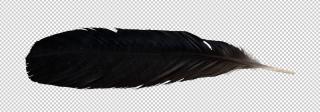 Raven Feather Transparent PNG images