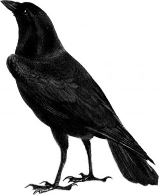 Clipart Png Best Raven PNG images