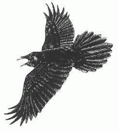 Raven Png Available In Different Size PNG images