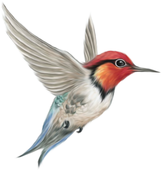 Renders Oiseau Png PNG images