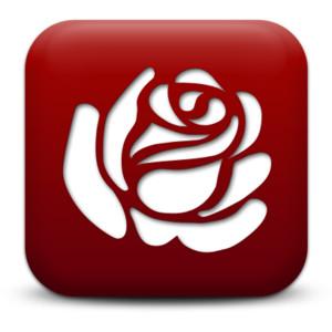 Transparent Png Rose PNG images